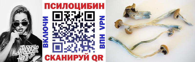 кракен tor  Шацк  Псилоцибиновые грибы Psilocybine cubensis 